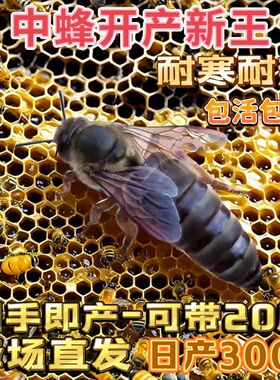 【自然交尾王】优质中蜂蜂王中蜂种王开产新王产卵蜂王蜜蜂处女王