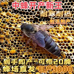 【自然交尾王】优质中蜂蜂王中蜂种王开产新王产卵蜂王蜜蜂处女王