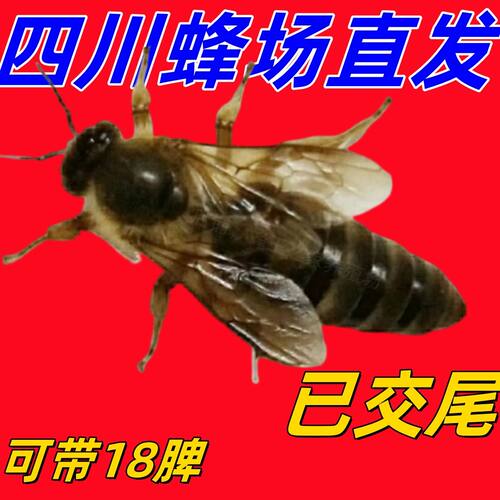 中蜂蜂王活体蜂王出售强群优质产卵王红背伏牛王蜂王四川野生种王