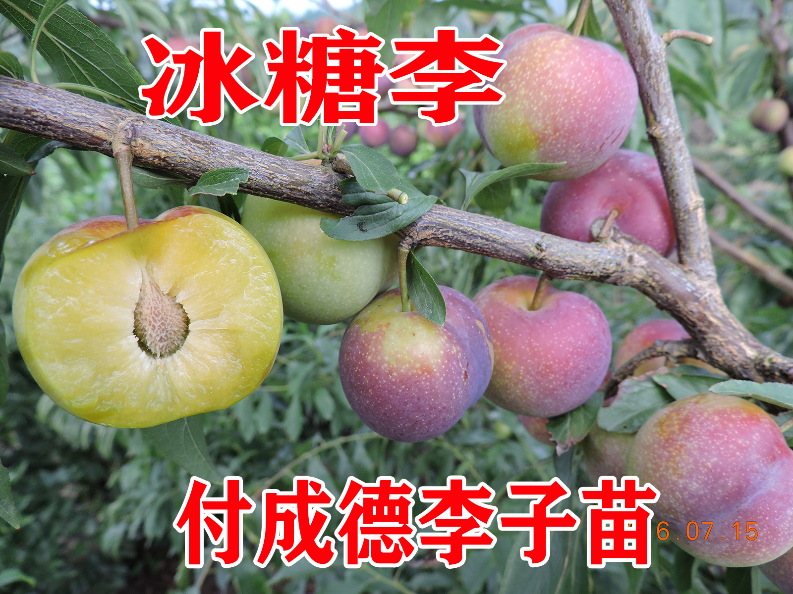 南北方种植眉山成德脱骨果树苗