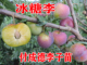 冰糖李 南北方种植新品 种四川眉山付成德嫁接脱骨脆甜李子果树苗