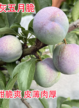 四川付成德清灰五月脆李香甜脆爽