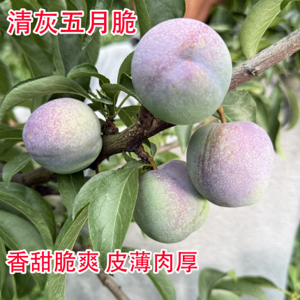 四川付成德清灰五月脆李子香甜脆爽