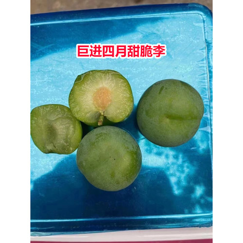 巨进四月甜脆李清香脱骨