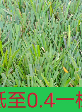 江西正品石菖蒲苗高产苗红心大叶石菖蒲苗中药材种植苗大叶石菖蒲