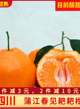 自然成熟四川爆浆春见耙耙柑新鲜水果蒲江杷粑柑浦江当季孕妇桔子