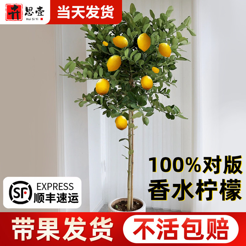 柠檬树盆栽食用室内客厅矮化四季香水柠檬树苗棒棒糖大树带果发货图片
