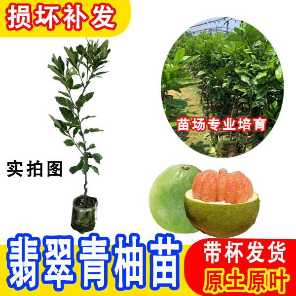 水果苗翡翠青柚子树苗越南青柚清甜橘子盆栽种植带土带叶