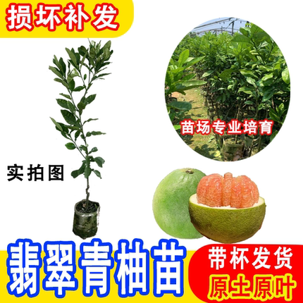 水果苗翡翠青柚子树苗越南青柚清甜橘子盆栽种植带土带叶