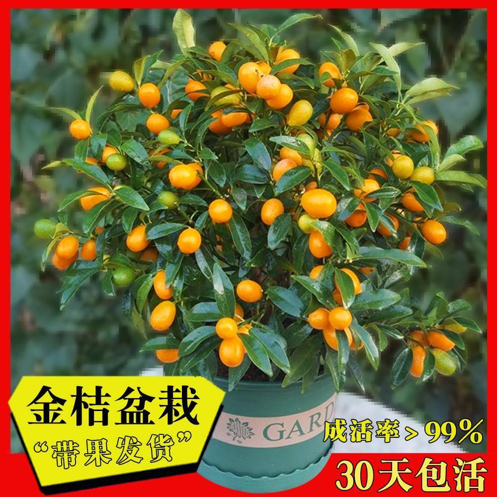 金桔树苗盆栽带果发货客厅观赏植物可食用脆皮招财橘子四季