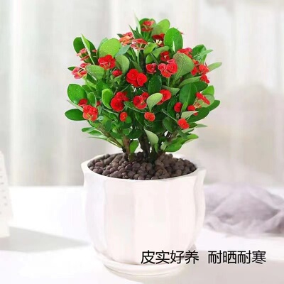 虎刺梅铁海棠花盆栽好养四季开花的花卉植物室内花办公室客厅绿植