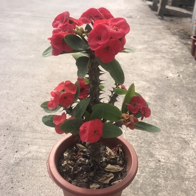 虎刺梅盆栽老桩铁海棠红色大花大叶多季开花室内阳台花卉庭院植物
