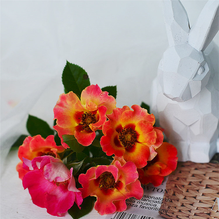 巴比伦 小亦花园 紫晶巴比伦 藤本月季爬藤花苗玫瑰花盆栽勤花簇花g911 图片价格品牌报价 原仓数据