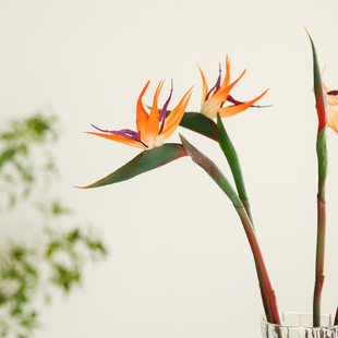 玐玖琦珥手感仿真花艺天堂鸟鹤望兰高品质家居装饰品插花摄影道具