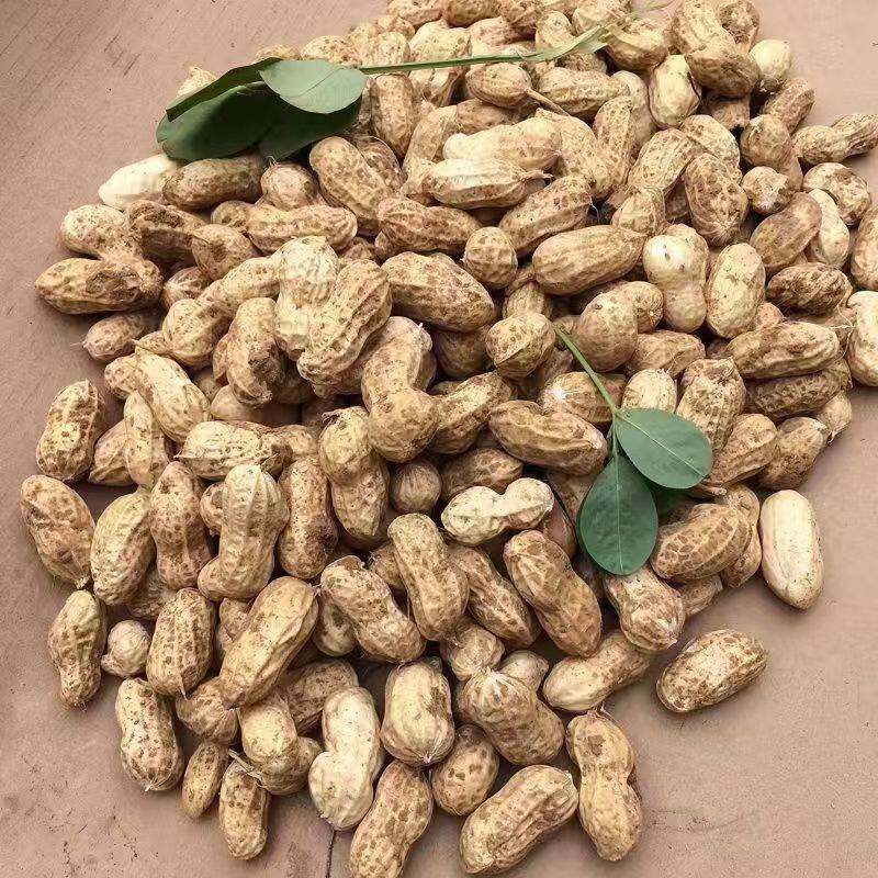 新鲜湿花生带壳泥花生可水煮鲜花生嫩花生现挖现发农家自种小花生
