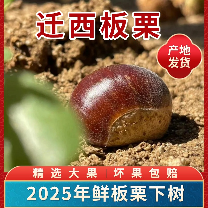 2025年新货正宗迁西板栗生新鲜栗子板栗生大油栗野生小毛栗子批发