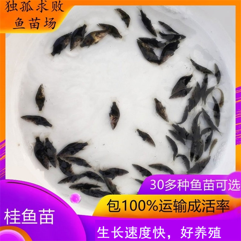桂花鱼苗鳜鱼苗淡水活体翘嘴