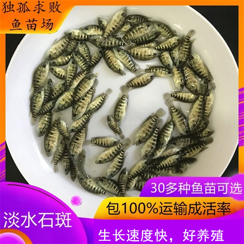 淡水石斑鱼苗活体养殖鱼苗