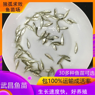 武昌鱼鱼苗鳊鱼苗扁鱼苗淡水活体养殖稻田鱼苗三角鲂鱼团头鲂鱼苗