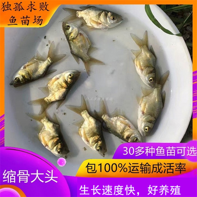 缩骨大头鱼苗鳙鱼缩骨鱼活体