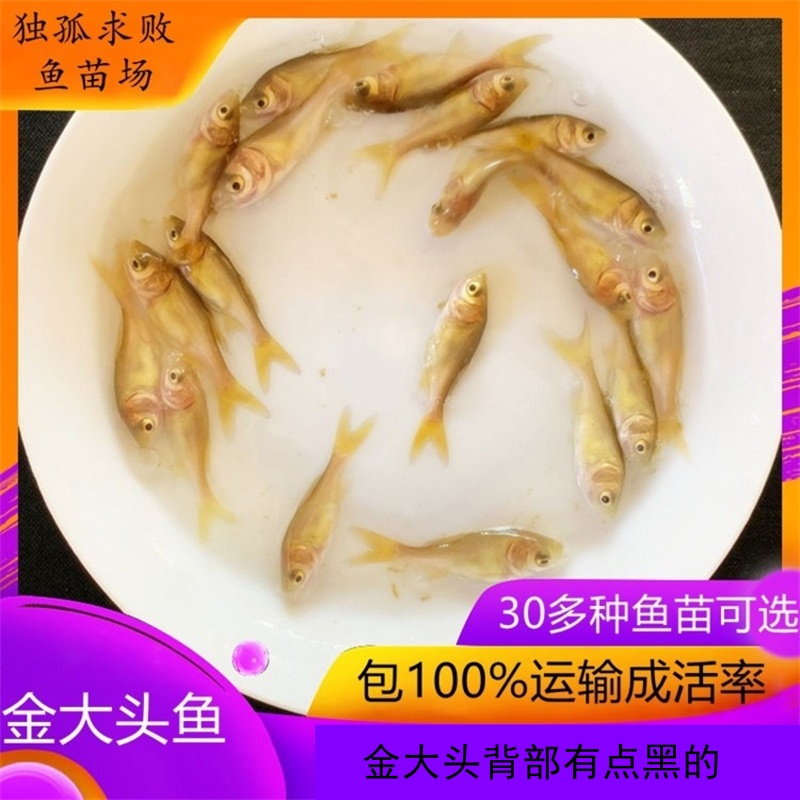 金大头鱼苗红花鲢包邮