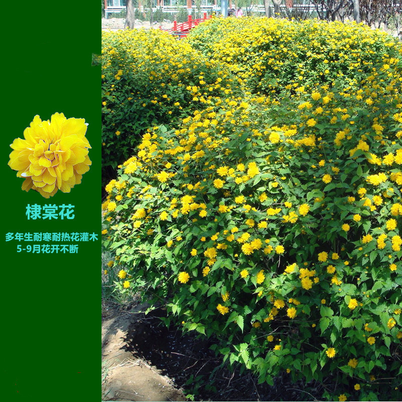 重瓣棣棠花苗爬藤植物棣棠苗室外庭院阳台盆栽耐阴灌木花卉抗寒