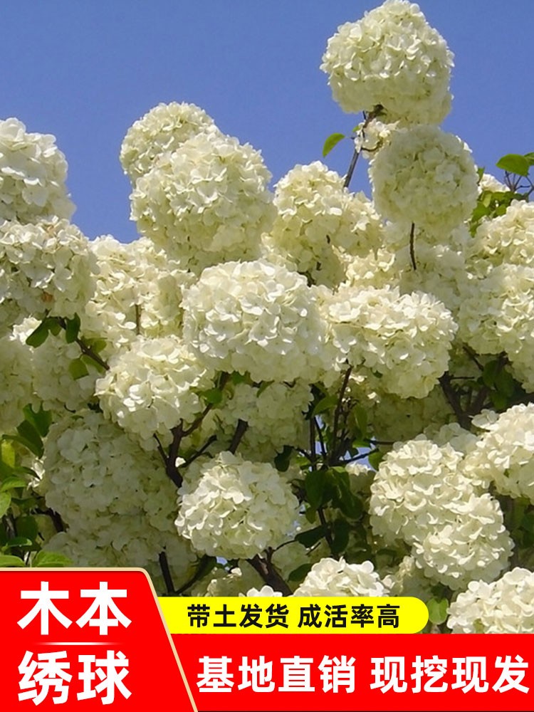 木本绣球树苗木绣球苗琼花树苗琼花绣球树苗八仙绣球花苗绣球树苗