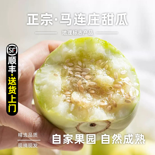 【顺丰包邮】正宗马连庄甜瓜莱西甜瓜甜宝甜瓜脆甜孕妇新鲜水果