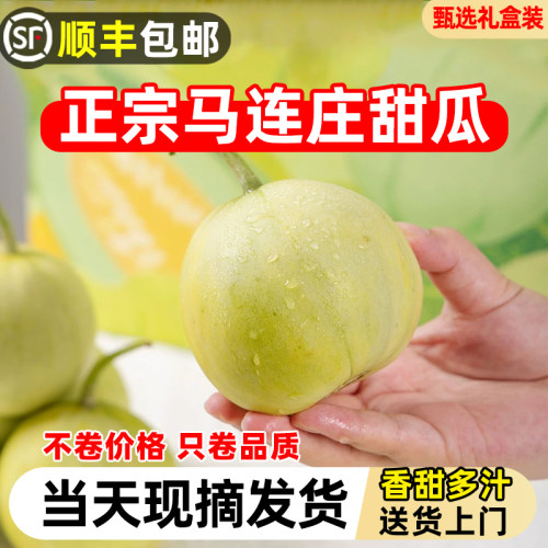 【顺丰包邮】正宗马连庄甜瓜莱西甜瓜甜宝甜瓜脆甜孕妇新鲜水果