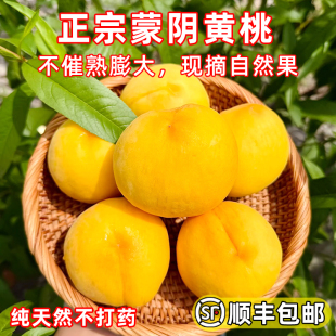 顺丰包邮黄桃新鲜水果山东蒙阴现摘锦绣黄金肉蜜非炎陵应当季毛桃