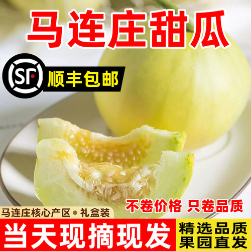 【顺丰包邮】正宗马连庄甜瓜莱西甜瓜甜宝甜瓜脆甜孕妇新鲜水果