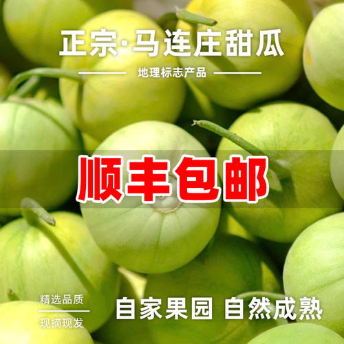 【顺丰】正宗马连庄甜瓜山东莱西甜瓜甜宝甜瓜脆甜孕妇新鲜水果