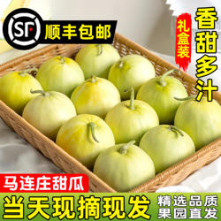 【顺丰】正宗马连庄甜瓜山东莱西甜瓜甜宝甜瓜脆甜孕妇新鲜水果