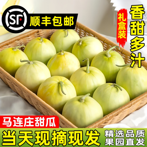 【顺丰】正宗马连庄甜瓜山东莱西甜瓜甜宝甜瓜脆甜孕妇新鲜水果