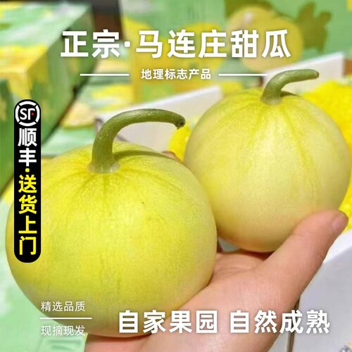 【顺丰】正宗马连庄甜瓜山东莱西甜瓜甜宝甜瓜脆甜孕妇新鲜水果
