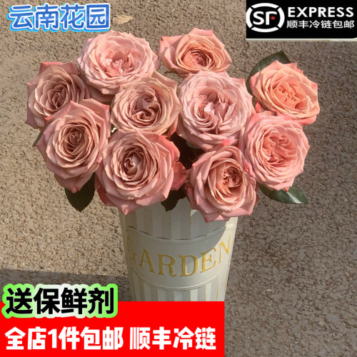 卡布奇诺玫瑰花材云南基地直发