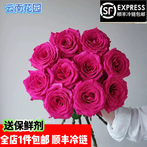 弗洛伊德玫瑰花鲜花玫红色鲜切花