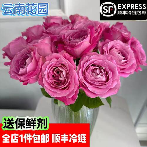长相思玫瑰花鲜花花束水养玫瑰花