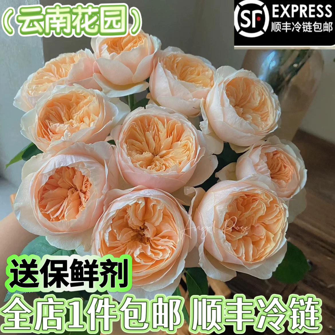 朱丽叶玫瑰奥斯汀花型鲜花送人花束生活插花鲜切花云南基地直发