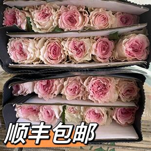 洛神玫瑰花鲜花卡布奇诺云南基地直发顺丰冷链包邮