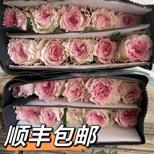 洛神玫瑰云南直发顺丰
