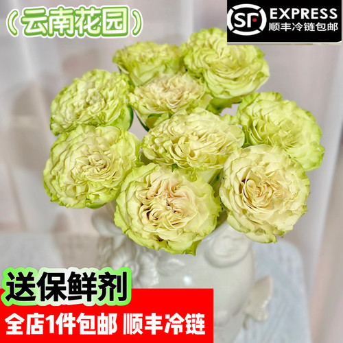 上官婉儿玫瑰云南基地直发生活插花家庭用花水养鲜切花顺丰冷链