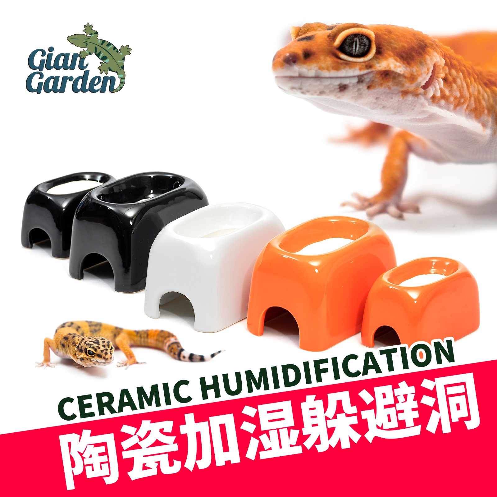 蜥蜴鬃狮守宫爬宠躲避