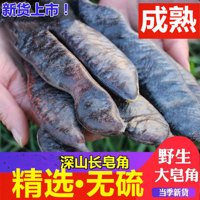 野生大皂角【排名一】河南直发