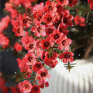 4澳洲进口A级腊梅 冬春季开花 鲜切枝  花期长 家居插花