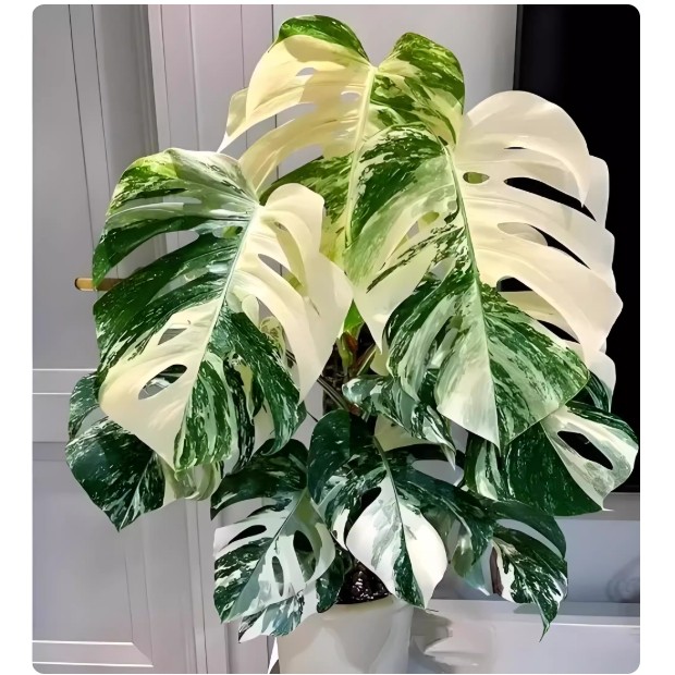 热植零下拍下加保温+发热贴（单独下单不发货哦）,鲜花速递/花卉仿真/绿植园艺,时令草本花卉,淘宝优惠券,粉丝福利购,淘宝优惠卷