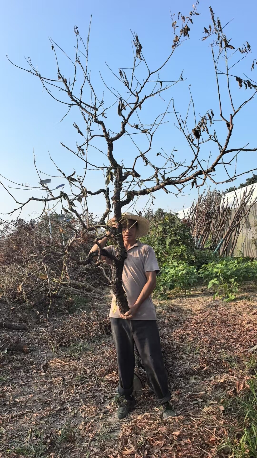 桃树枝梨树枝干支枯枝树杈树干婚庆造景插花树枝橱窗倒挂艺术摆放图片