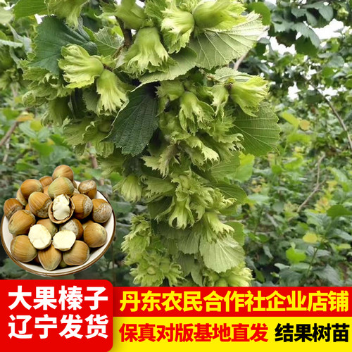 榛子树树苗美国平欧种植大果品种