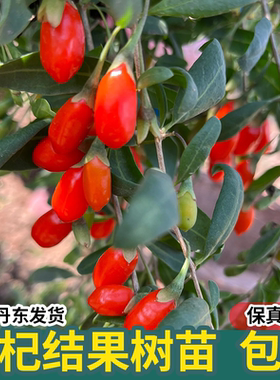 红枸杞树苗南方北方四季种植杯苗