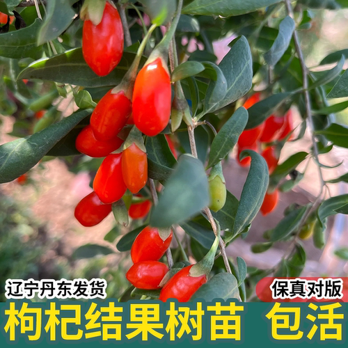 红枸杞树苗南方北方四季种植杯苗